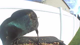 common grackle