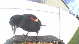 red-winged blackbird