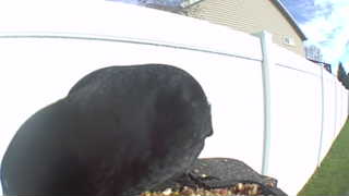 common grackle