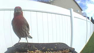 house finch