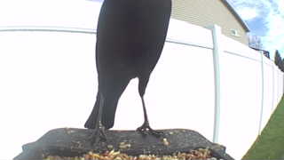 american crow