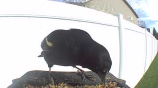 red-winged blackbird