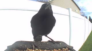 common grackle