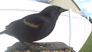 red-winged blackbird