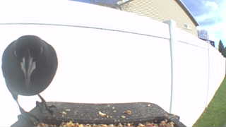 brown-headed cowbird