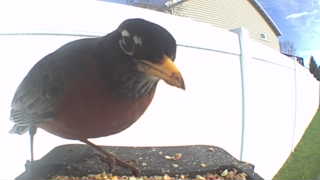 american robin