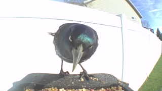 common grackle