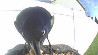 common grackle