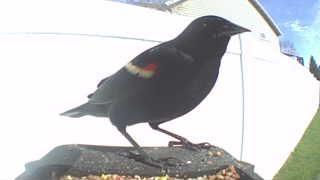 red-winged blackbird