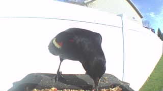 red-winged blackbird
