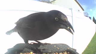 brewer's blackbird