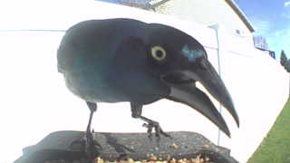 common grackle