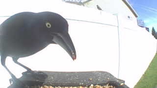 common grackle