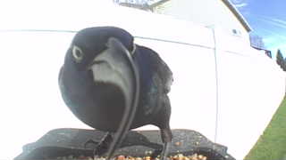 common grackle