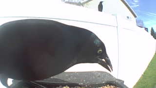 common grackle