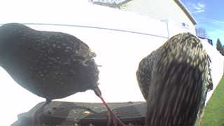 european starling