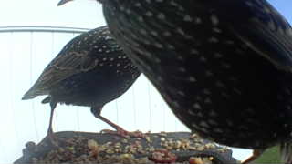 european starling