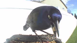 common grackle