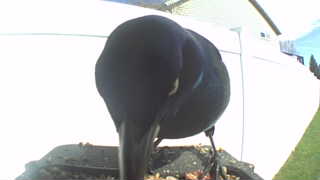 american crow