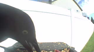 common grackle
