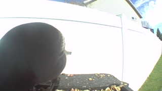 rock pigeon