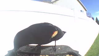 red-winged blackbird