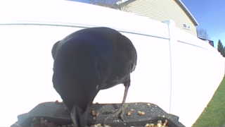 common grackle