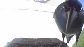 common grackle