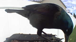 common grackle