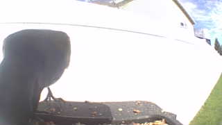 Unidentified clip