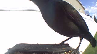 european starling