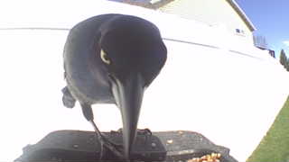 common grackle