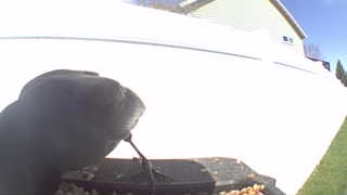 common grackle