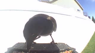 brown-headed cowbird