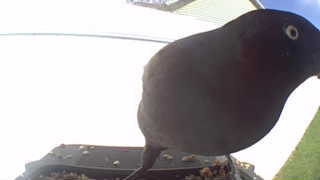 rock pigeon