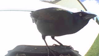 common grackle