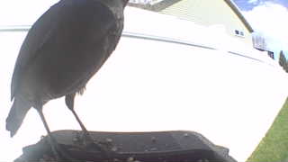 common grackle