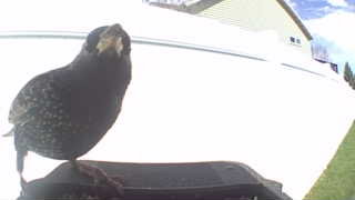 european starling