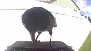 common grackle