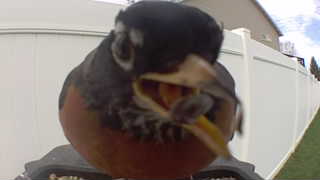 american robin