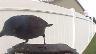 common grackle