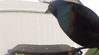 common grackle
