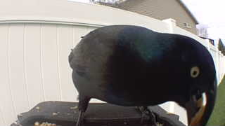 common grackle