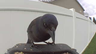 common grackle