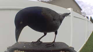 common grackle