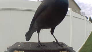 common grackle