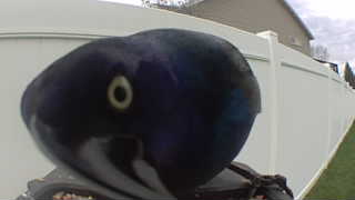 common grackle