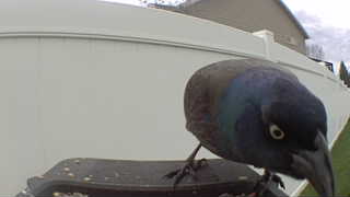 common grackle
