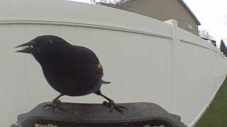 common grackle