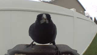 american crow